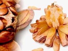 जानिए क्या है शुगर बादाम जो खाने में तो कड़वा है, लेकिन सेहत के लिए काफी जोरदार चीज है