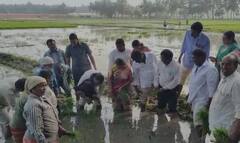Himanshu Shukla: వరినాట్లు వేసిన కలెక్టర్ హిమాన్షు శుక్లా, కుమారుడితోనూ వేయిస్తూ!