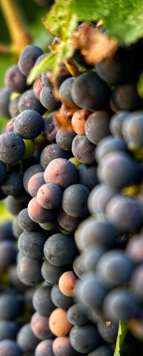 ज्यांना मायग्रेनचा त्रास होतो अशा लोकांनी नियमित काळी द्राक्षे खाल्ल्यास त्यांना चांगला आराम मिळू शकतो.