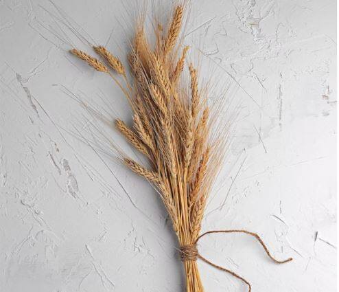 तांदळाच्या निर्यातीत (Rice Export) देखील वाढ झाली आहे. केंद्र सरकारनं (Central Government) गहू आणि तादळाच्या निर्यातीसंदर्भातील आकडेवारी जाहीर केली आहे. त्यातून ही माहिती समोर आली आहे.