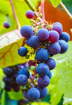 Benefits Of Grapes: काळी द्राक्ष खाण्याचे फायदे माहीत आहेत का?