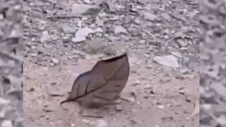 Viral Video: ਇੱਕ ਸੁੱਕਾ ਪੱਤਾ ਜਾਂ ਫਿਰ... 1 ਕਰੋੜ ਤੋਂ ਵੱਧ ਲੋਕਾਂ ਨੇ ਦੇਖਿਆ ਹੈ ਕੁਦਰਤ ਦਾ ਇਹ ਕ੍ਰਿਸ਼ਮਾ!