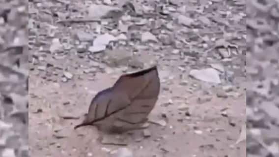 Viral Video: ਇੱਕ ਸੁੱਕਾ ਪੱਤਾ ਜਾਂ ਫਿਰ... 1 ਕਰੋੜ ਤੋਂ ਵੱਧ ਲੋਕਾਂ ਨੇ ਦੇਖਿਆ ਹੈ ਕੁਦਰਤ ਦਾ ਇਹ ਕ੍ਰਿਸ਼ਮਾ! Viral Video: ਇੱਕ ਸੁੱਕਾ ਪੱਤਾ ਜਾਂ ਫਿਰ... 1 ਕਰੋੜ ਤੋਂ ਵੱਧ ਲੋਕਾਂ ਨੇ ਦੇਖਿਆ ਹੈ ਕੁਦਰਤ ਦਾ ਇਹ ਕ੍ਰਿਸ਼ਮਾ!