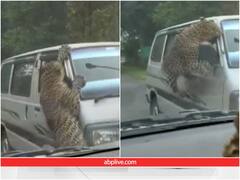 बाउंड्री फांदकर आया तेंदुआ और फिर गाड़ी पर किया अटैक, 13 लोग घायल... देखें वीडियो