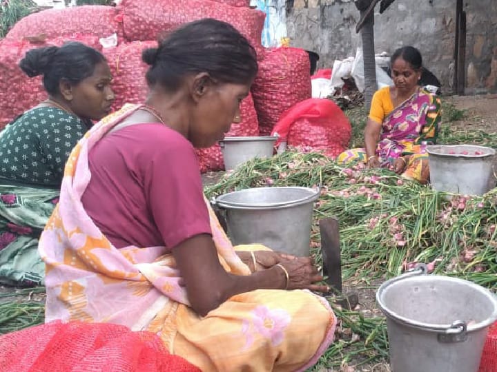 கோவில்பட்டி கோட்டத்தில் சின்ன வெங்காயம் அறுவடை தொடக்கம்  செலவு தொகையை எடுக்கலாம் - விவசாயிகள்