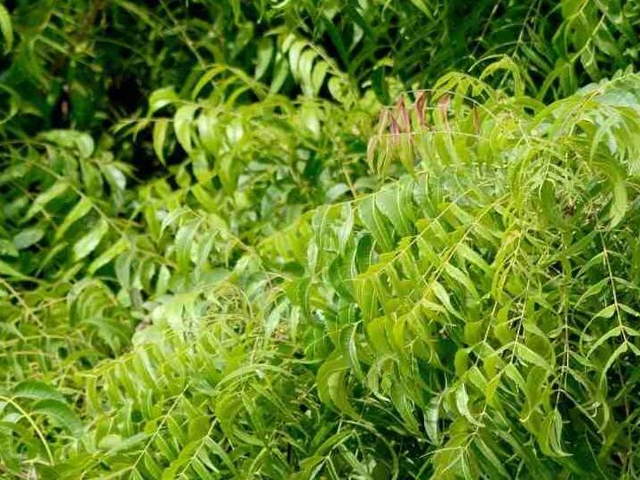 नीम का संबंध मंगल ग्रह के अलावा शनि और केतु ग्रह से भी है. केतु ग्रह को शांत करने के लिए नीम की पत्तियों का रस निकालकर नहाने वाले जल में मिलाकर स्नान कर लें. इससे केतु से मिल रही पीड़ा खत्म होगी.