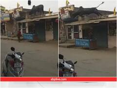 छत पर चढ़े सांड ने ऊपर से सड़क पर लगा दी छलांग, फिर क्या हुआ... देखें वीडियो