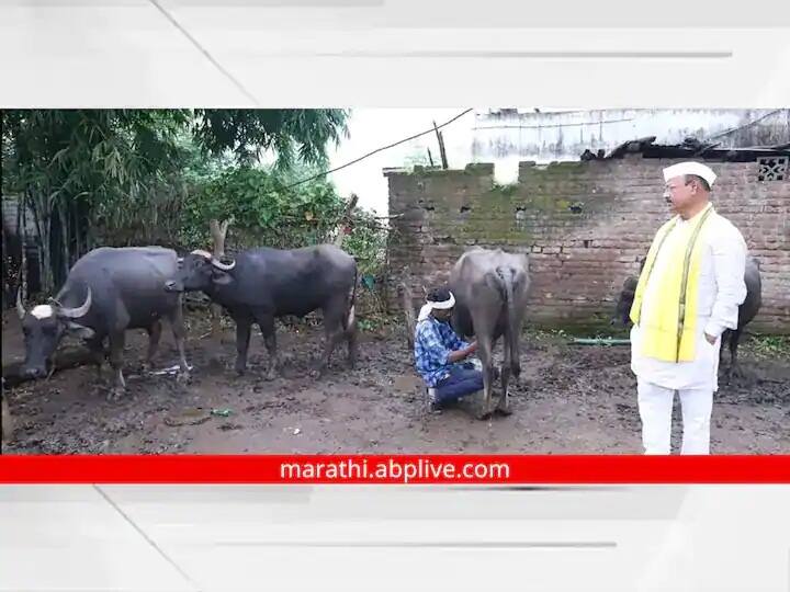 maharashtra News Aurangabad News In just three and a half months in the district of Agriculture Minister Abdul Sattar one thousand animals died due to lumpy Lumpy Skin Disease: कृषिमंत्री सत्तारांच्या जिल्ह्यात अवघ्या साडेतीन महिन्यांत लम्पीमुळे एक हजार जनावरांचा बळी