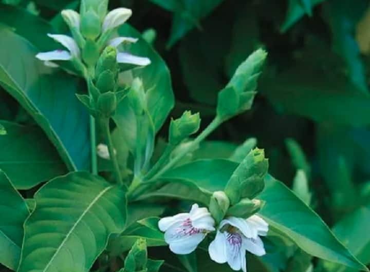5 Health Benefits Of Adulsa Plant Leaves During Winter Season Health: சளி, இருமல் தொல்லையா..? ஆடாதோடை இருக்க கவலை எதற்கு..? நன்மைகள் பட்டியலை பாருங்க..!