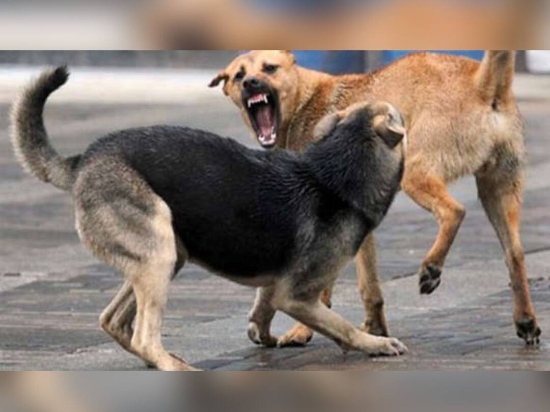 Kolhapur Crime : कोल्हापुरात प्रमुख भागात भटक्या कुत्र्यांचा धसका; बिंदू चौकात पर्यटकाच्या पायाचा तोडला लचका Bitten by a stray dog on leg of a tourist at Bindu Chowk kolhapur crime Kolhapur Crime : कोल्हापुरात प्रमुख भागात भटक्या कुत्र्यांचा धसका; बिंदू चौकात पर्यटकाच्या पायाचा तोडला लचका