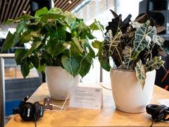 अपने पौधों को सुनाएं ये संगीत, दिन दूनी रात चौगुनी रफ्तार से होगी ग्रोथ