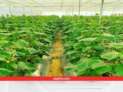 अजब-गजब! एक बीघा खेती से हो रही लाखों की कमाई, किस्मत खुल गई जब सरकार की इस स्कीम से मिला 70% अनुदान