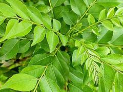 முடி உதிர்தல் முதல் இந்த பிரச்சனைகள் வரை: கறிவேப்பிலை எதற்கெல்லாம் மருந்து தெரியுமா?