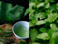 Herbs That You Must Include In Your Diet To Boost Your Health