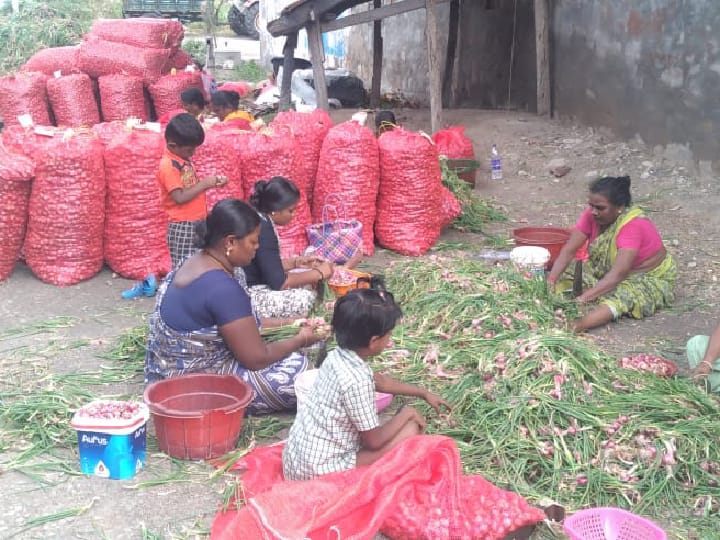 கோவில்பட்டி கோட்டத்தில் சின்ன வெங்காயம் அறுவடை தொடக்கம்  செலவு தொகையை எடுக்கலாம் - விவசாயிகள்