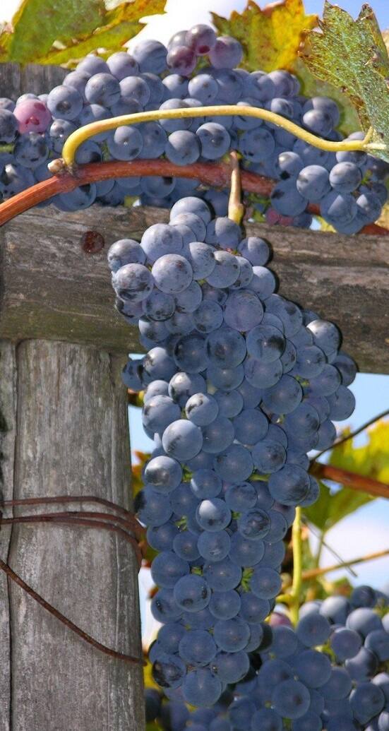 काळी द्राक्ष खाण्यामुळे शरिरातील इन्सुलीनची पातळी नियंत्रित राहते. त्यामुळे मधुमेहींसाठी द्राक्षे फायदेशीर आहेत.