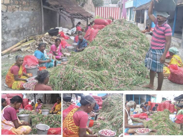 In Kovilpatti Kottam, Onion harvest start cost amount can be taken - Farmers கோவில்பட்டி கோட்டத்தில் சின்ன வெங்காயம் அறுவடை தொடக்கம்  செலவு தொகையை எடுக்கலாம் - விவசாயிகள்