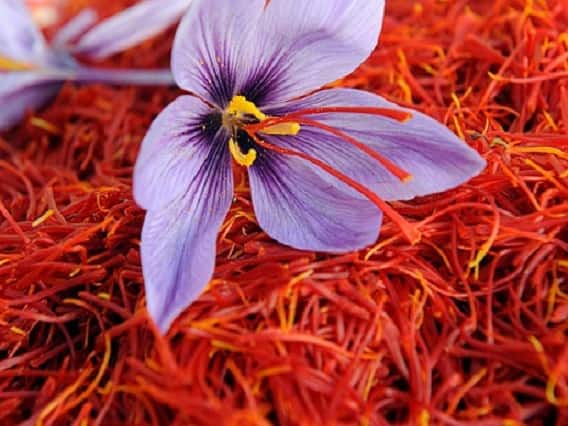 success story News saffron cultivation 63 year old woman cultivated saffron in up learned the technique with the help of youtube 63 वर्षी महिलेनं केला 'केशर लागवडीचा' यशस्वी प्रयोग; यूट्यूबच्या मदतीनं तंत्रज्ञानाचा वापर