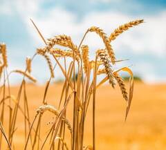 गव्हासह तांदळाच्या निर्यातीत मोठी वाढ, केंद्राकडून आकडेवारी जाहीर