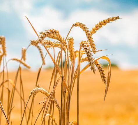 सध्या देशातून गव्हाची मोठ्या प्रमाणात निर्यात (Wheat Export) केली जात आहे. गेल्या सात महिन्यांच्या काळात देशातून 46 लाख टन गव्हाची निर्यात झाल्याची माहिती केंद्र सरकारनं दिली आहे.