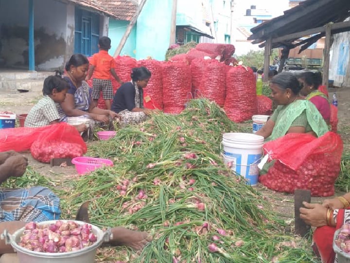 கோவில்பட்டி கோட்டத்தில் சின்ன வெங்காயம் அறுவடை தொடக்கம்  செலவு தொகையை எடுக்கலாம் - விவசாயிகள்