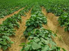 इस फसल का विदेशों में बोलबाला, निर्यात में छठे स्थान पर भारत... बुआई कर ली तो मुनाफा होगा छप्परफाड़