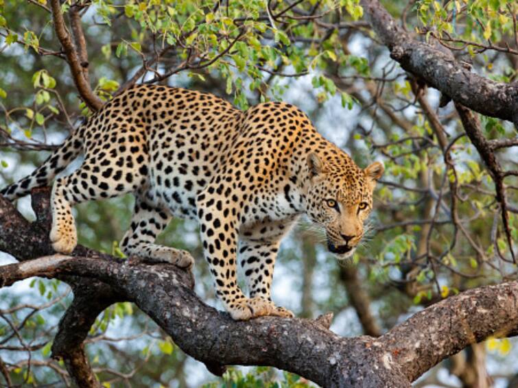 Punjab Dead body of leopard child found wild forest department team engaged in investigation ann Punjab: तेंदूए के बच्चे का मिला शव, सिर पर चोट के निशान से शिकार की आशंका, जांच में जुटी वन विभाग की टीम