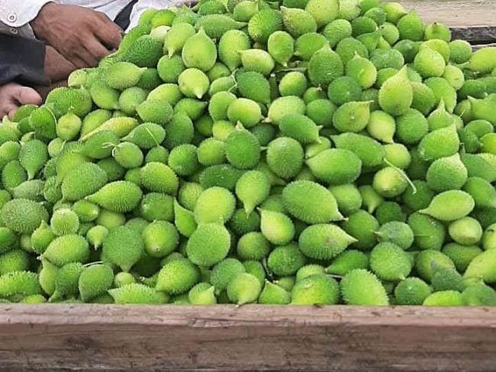 kakoda farming Farmers can get profit from for 10 years. क्या है Kakoda Farming? एक बार बो दिया तो 10 साल तक मुनाफा मिलता रहेगा