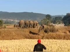 सरगुजा संभाग के इन इलाकों में हाथियों ने मचाया उत्पात, फसलों और कई घरों को पहुंचाया नुकसान