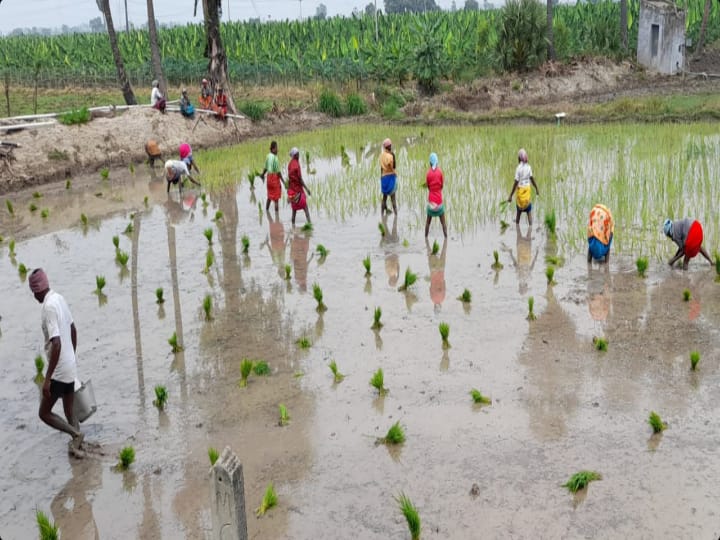 முப்போகம் விளைந்த பூமி- ஒரு போகத்துக்கே தள்ளாடும் தூத்துக்குடி மாவட்டம்