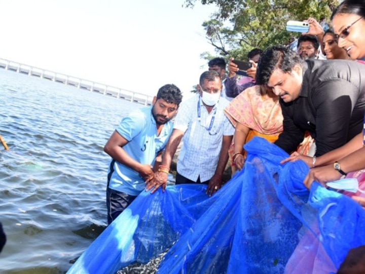 காவிரி ஆற்றில் விடப்பட்ட 1.40 லட்சம் மீன் குஞ்சுகள்