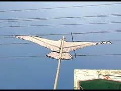 Makar Sankranti: नंदुरबारात रंगीबेरंगी पतंगांनी सजल्या बाजारपेठा