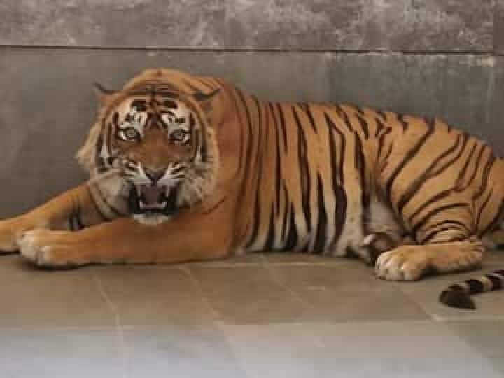 Ranthambore ka Raja Ustad t-24 Tiger Dies at Age 17 of Bone Cancer in Leg ANN Ustad T-24: 8 साल की कैद के बाद 'रणथम्भौर के राजा' उस्ताद T-24 की मौत, पैर में कैंसर से था पीड़ित 