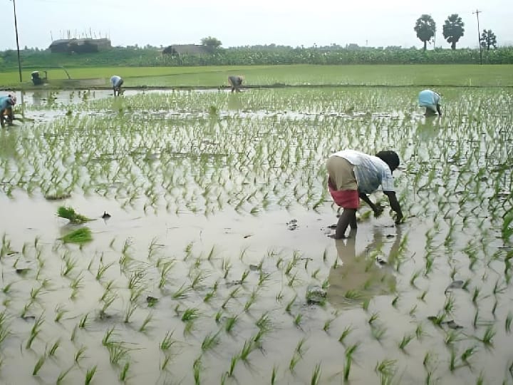 முப்போகம் விளைந்த பூமி- ஒரு போகத்துக்கே தள்ளாடும் தூத்துக்குடி மாவட்டம்