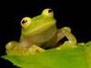 How Do Glass Frogs Become Transparent? New Research Uncovers Their Secret