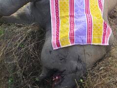 छत्तीसगढ़: जशपुर में एक और हाथी की मौत से मचा हड़कंप, विद्युत कनेक्शन की चपेट में आने से गई जान