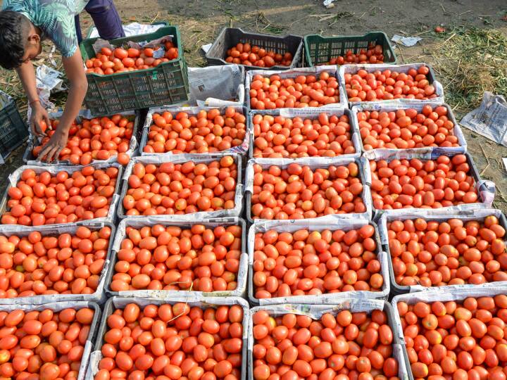 Madhya Pradesh Chhindwara Farmers Bad Condition Selling Tomatoes at 1 rupee per kg MP News: छिंदवाड़ा के बेहाल किसान बेच रहे1 रुपये किलो टमाटर, प्रशासन ने कम कीमतों की बताई ये वजह