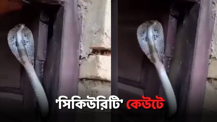 Viral Video Cobra Sticking Out From Door Terrifies Internet Viral Video: জোর করে দরজা খুললেই বেরিয়ে আসবে কেউটে! বেনজির 'সিকিউরিটি' রাখলেন গৃহকর্তা