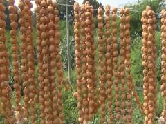 தஞ்சையில் உற்பத்தியாகும் சந்தன மாலைகள்.. தயாரிப்பு பணிகளில் தொழிலாளர்கள் மும்முரம்