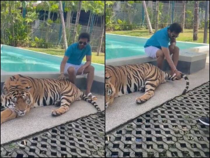 Santhanam had to share video with sleeping tiger gets trolled Santhanam Tiger Video: सोते बाघ के साथ संथानम को वीडियो शेयर करना पड़ा भारी, यूजर जमकर रहे निंदा