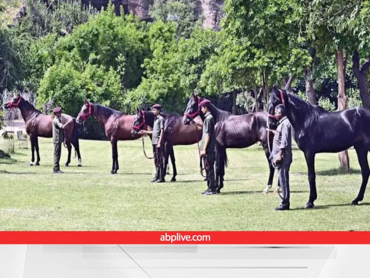 Animal Husbandry Horse Farming Stud Farming in India best breeds Full Process and earning Horse Farming: एक घोड़े की कीमत में खरीद सकते हैं शानदार लग्जरी गाड़ी, गाय-भैंस से ज्यादा प्रॉफिट देता है ये बिजनेस