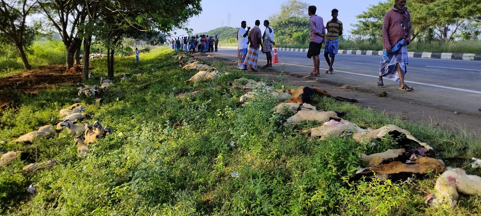 திட்டக்குடி அருகே அரசுப்பேருந்து மோதியதில் இளைஞர், 91 ஆடுகள் உயிரிழந்த பரிதாபம்..