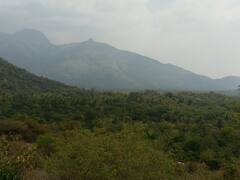 மேகமலை வன பகுதிக்குள் மரம்  வெட்ட யாரையும் அனுமதிக்க கூடாது -  உயர் நீதிமன்ற மதுரை கிளை உத்தரவு