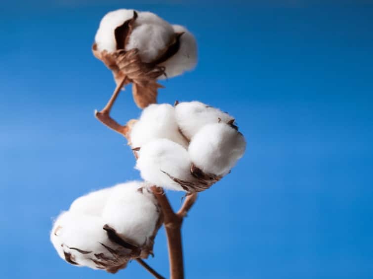 Maharashtra Nandurbar News CCI Purchase of cotton in Nandurbar Price droped two thousand rupees  Cotton Price : नंदूरबारमध्ये CCI कडून कापसाची खरेदी, मात्र दरात दीड ते दोन हजार रुपयांची घसरण, शेतकरी चिंतेत