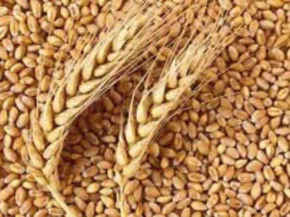 Wheat Flour Price: No need to eat expensive rotis anymore, important steps of central government to control the price of wheat Wheat Flour Price: હવે નહીં ખાવી પડે મોંઘી રોટલીઓ, ઘઉંની કિંમત નિયંત્રિત કરવા કેન્દ્ર સરકારના મહત્વપૂર્ણ પગલા