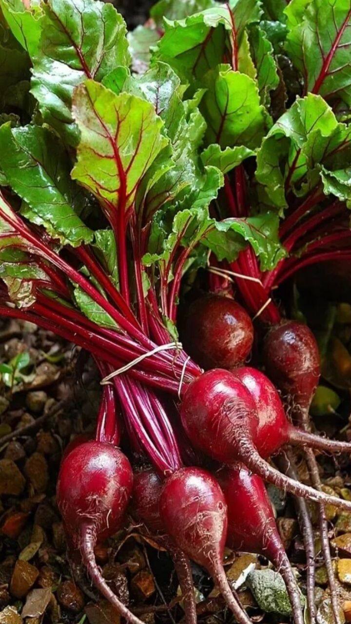 பீட்ரூட்ஊட்டச்சத்தை  மேம்படுத்த உதவும்