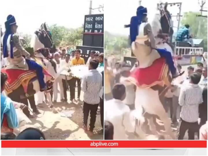 horse fell on groom while performing Stunt Viral Video: घोड़े पर करतब करना दूल्हे को पड़ा भारी, शादी के मंडप के बजाए अस्पताल के बेड पर जा पहुंचा