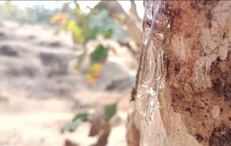 jalgaon news latest update Chemical injection into tree to get gum marathi maharashtra news Jalgaon: डिंक मिळविण्यासाठी झाडाला रासायनिक इंजेक्शन! जळगावात धक्कादायक प्रकार समोर; आरोग्यासाठी घातक?