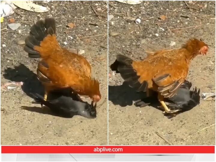 angry chicken was seen attacking on crow video goes viral Video: गुस्सैल मुर्गी से पंगा कौवे को पड़ा भारी, लड़ाई में हुआ बूरा हाल