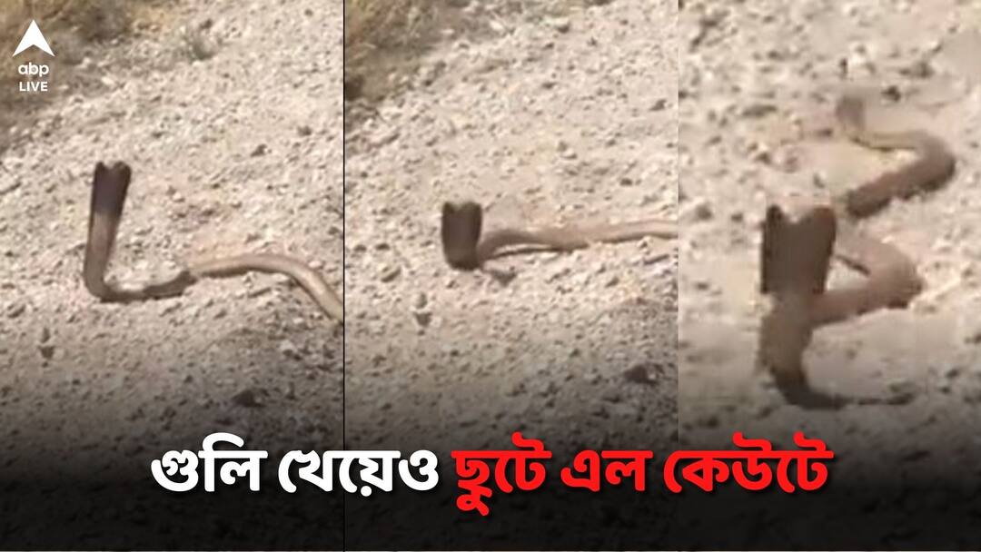 Cobra Charges At Man After Dodging 2 Gunshots From Point Blank Range Viral Video: দু'বারের গুলিতেও মরল না কেউটে, ফুঁসে উঠে প্রবল গতিতে তাড়া ঘাতককে